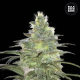 Blueberry Berry - BULK SEED BANK | TanieSianie.pl