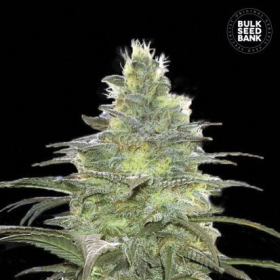 Blueberry Berry - BULK SEED BANK | TanieSianie.pl