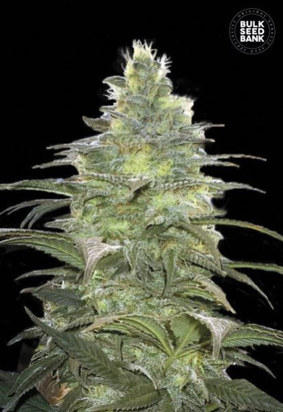 Blueberry Berry - BULK SEED BANK | TanieSianie.pl