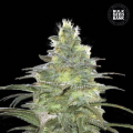 Blueberry Berry - BULK SEED BANK