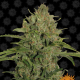Triple Cheese - BARNEY'S FARM | TanieSianie.pl