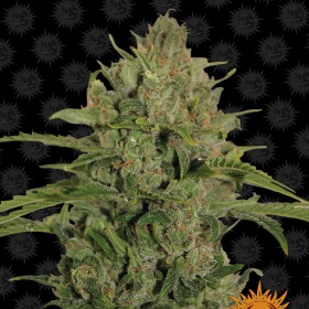 Triple Cheese - BARNEY'S FARM | TanieSianie.pl