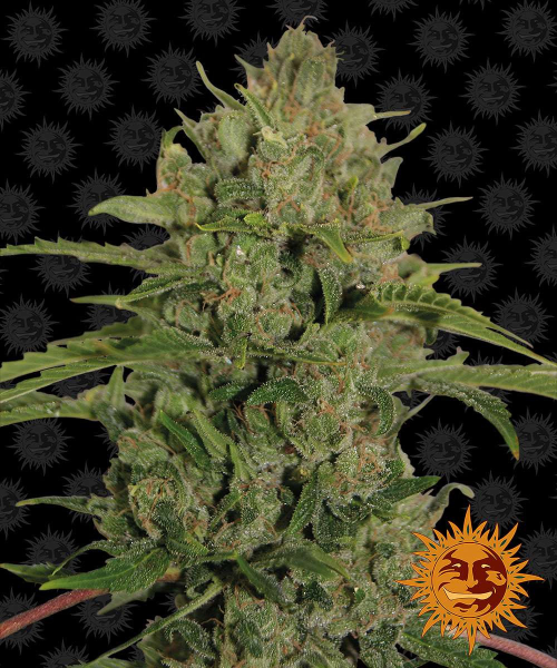 Triple Cheese - BARNEY'S FARM | TanieSianie.pl