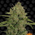 Triple Cheese - BARNEY'S FARM