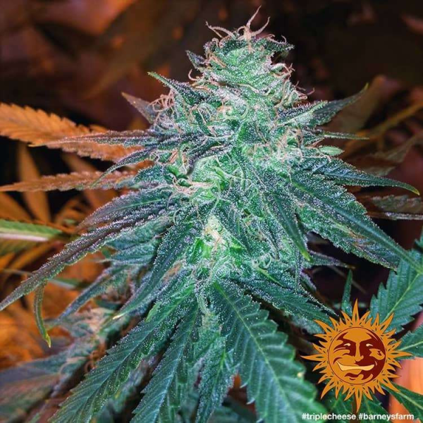 Triple Cheese - BARNEY'S FARM | TanieSianie.pl