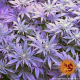 Triple Cheese - BARNEY'S FARM | TanieSianie.pl