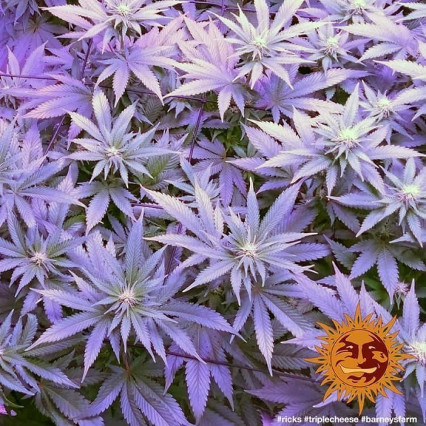 Triple Cheese - BARNEY'S FARM | TanieSianie.pl
