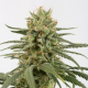Amnesia CBD - DINAFEM | TanieSianie.pl