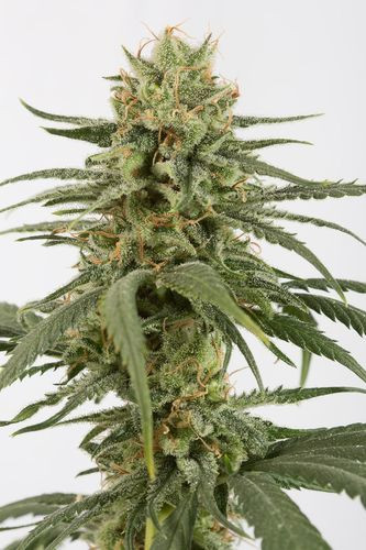 Amnesia CBD - DINAFEM | TanieSianie.pl