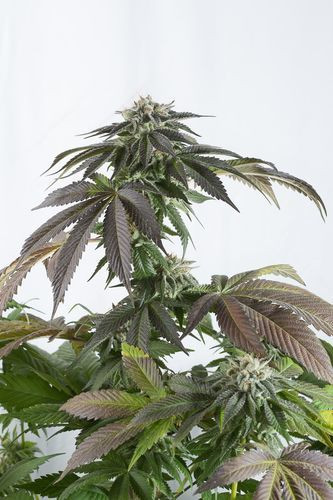 Bubba Kush CBD - DINAFEM | TanieSianie.pl