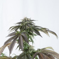 Bubba Kush CBD - DINAFEM