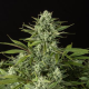 Cheese CBD - DINAFEM | TanieSianie.pl