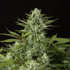 Cheese CBD - DINAFEM | TanieSianie.pl