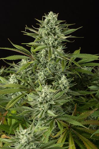 Cheese CBD - DINAFEM | TanieSianie.pl