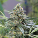 OG Kush CBD - DINAFEM | TanieSianie.pl