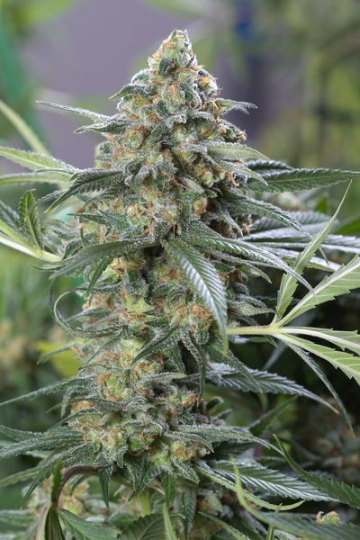 OG Kush CBD - DINAFEM | TanieSianie.pl