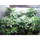 Vertigo Auto - PARADISE SEEDS | TanieSianie.pl