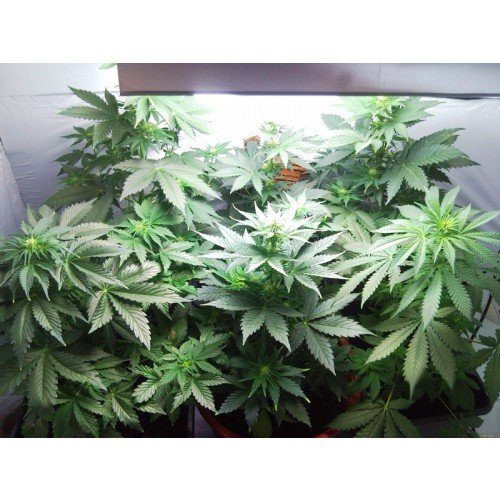Vertigo Auto - PARADISE SEEDS | TanieSianie.pl
