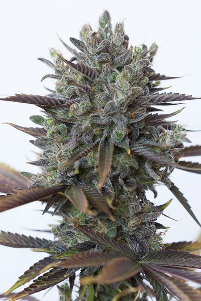 Purple Orange CBD - DINAFEM | TanieSianie.pl
