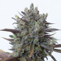 Purple Orange CBD - DINAFEM