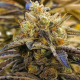 Alien OG - THE CALI CONNECTION | TanieSianie.pl