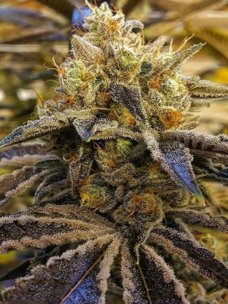 Alien OG - THE CALI CONNECTION | TanieSianie.pl