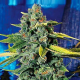 Blue Dream Haze - THE CALI CONNECTION | TanieSianie.pl