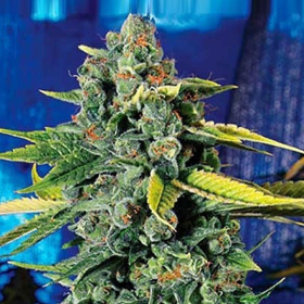 Blue Dream Haze - THE CALI CONNECTION | TanieSianie.pl