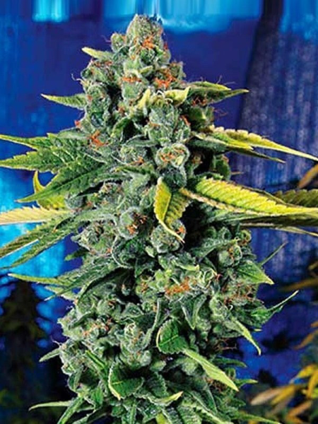 Blue Dream Haze - THE CALI CONNECTION | TanieSianie.pl