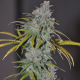 Blue Dream Haze - THE CALI CONNECTION | TanieSianie.pl