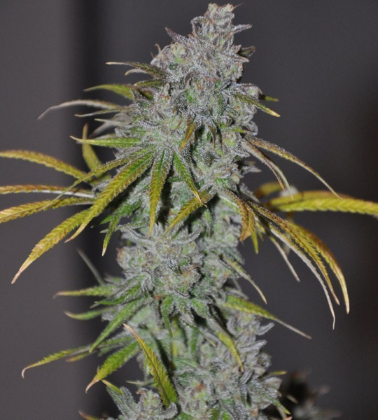 Blue Dream Haze - THE CALI CONNECTION | TanieSianie.pl