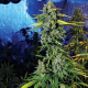 Blue Dream Haze - THE CALI CONNECTION | TanieSianie.pl