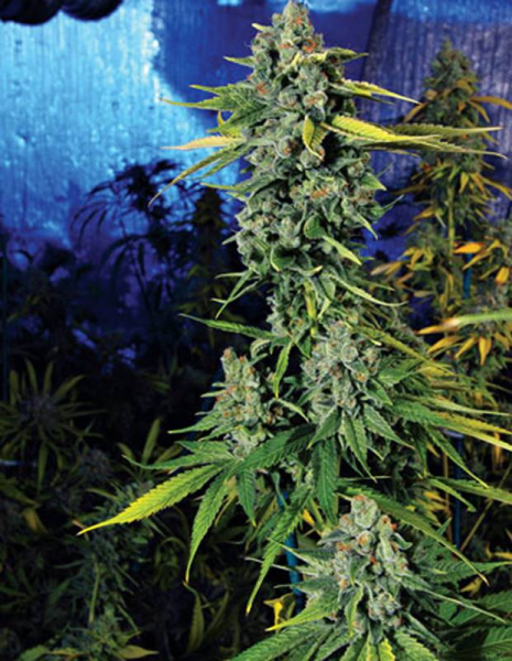 Blue Dream Haze - THE CALI CONNECTION | TanieSianie.pl