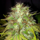 Boss Hogg - THE CALI CONNECTION | TanieSianie.pl