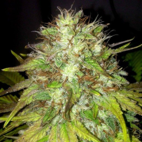 Boss Hogg - THE CALI CONNECTION | TanieSianie.pl