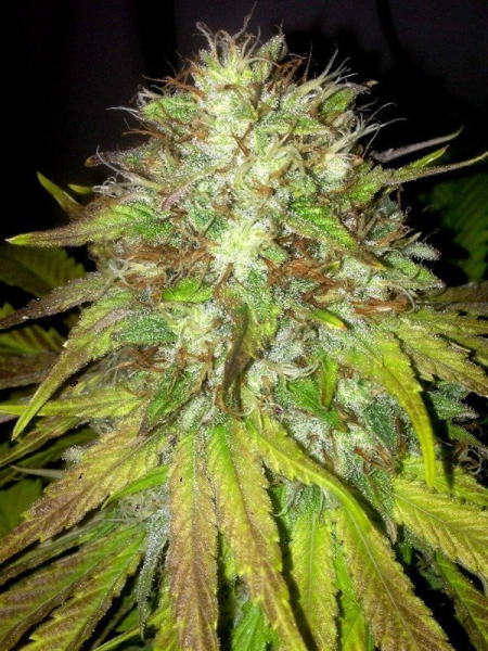 Boss Hogg - THE CALI CONNECTION | TanieSianie.pl