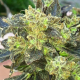 Boss Hogg - THE CALI CONNECTION | TanieSianie.pl