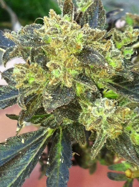 Boss Hogg - THE CALI CONNECTION | TanieSianie.pl