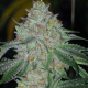 Buddha Tahoe OG - THE CALI CONNECTION | TanieSianie.pl