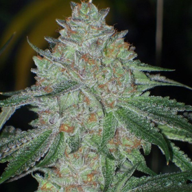 Buddha Tahoe OG - THE CALI CONNECTION | TanieSianie.pl