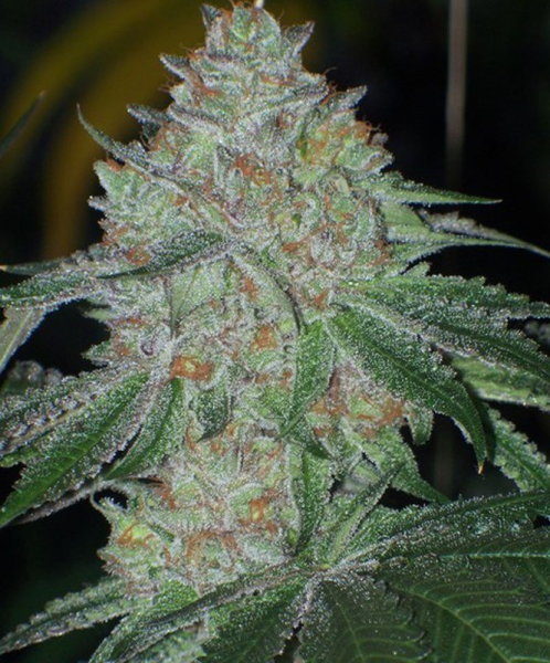 Buddha Tahoe OG - THE CALI CONNECTION | TanieSianie.pl