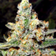 Buddha Tahoe OG - THE CALI CONNECTION | TanieSianie.pl