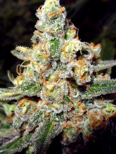 Buddha Tahoe OG - THE CALI CONNECTION | TanieSianie.pl