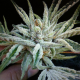 Buddha Tahoe OG - THE CALI CONNECTION | TanieSianie.pl