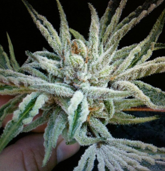 Buddha Tahoe OG - THE CALI CONNECTION | TanieSianie.pl