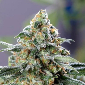 CBD OG - THE CALI CONNECTION | TanieSianie.pl