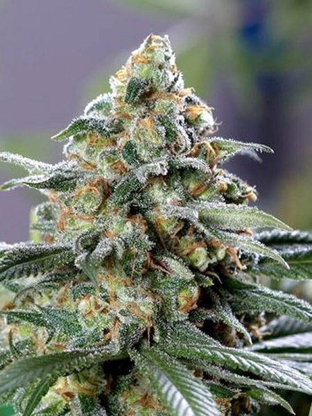 CBD OG - THE CALI CONNECTION | TanieSianie.pl