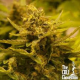 CBD OG - THE CALI CONNECTION | TanieSianie.pl