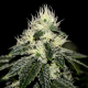 Chem 91 - THE CALI CONNECTION | TanieSianie.pl