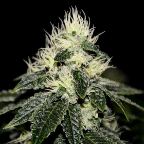 Chem 91 - THE CALI CONNECTION | TanieSianie.pl